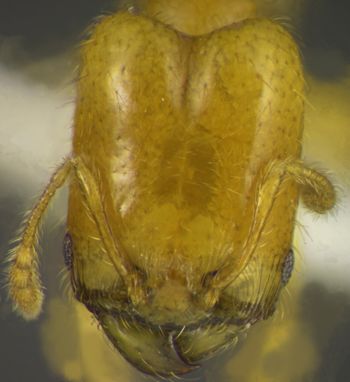 Media type: image; Entomology 34209   Aspect: head frontal view